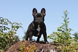 BOULEDOGUE FRANCAIS 024